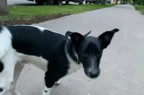 Найдена собака на улице Херсонская, Москва, ЮЗАО