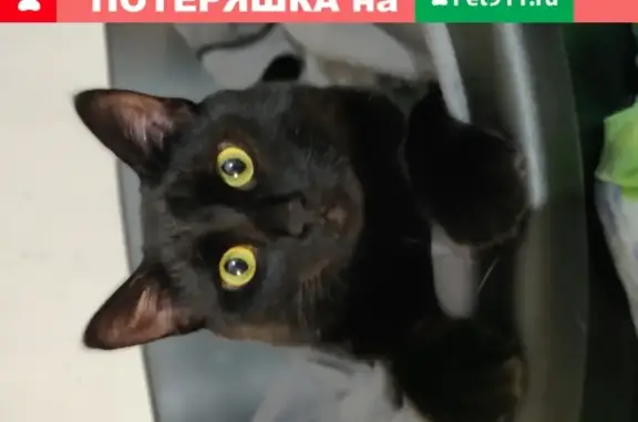 Кошка Кот найдена в СНТ Тверское.