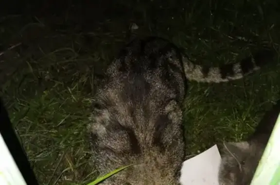 Потерян красивый серый кот в Коврове, район шк. 23
