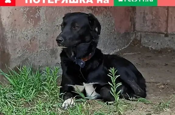 Собака на Вологодской, Хабаровск, 18А