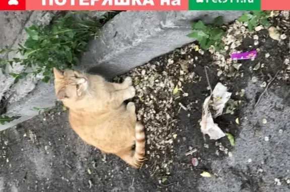 Найдена кошка в Ростове-на-Дону