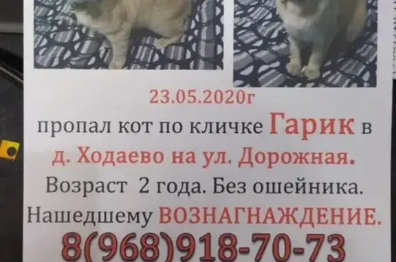 Пропал кот Гарик в деревне Ходаево, Чеховский район, Московская область