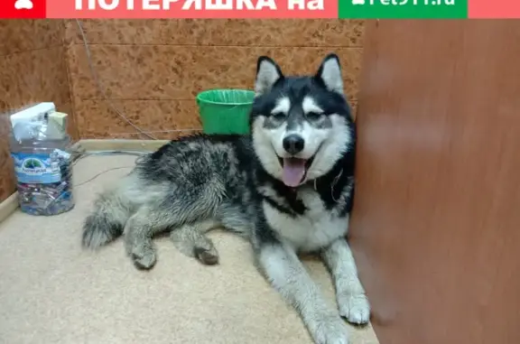 Собака Хаски/Маламут найдена в офисе, Воронеж