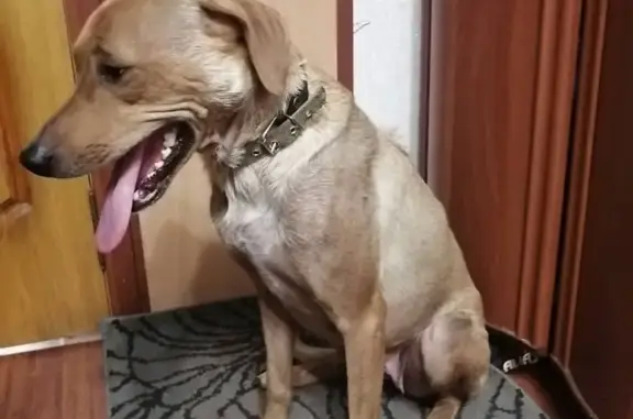Найдена молодая собака Метис риджебека в Удельной, Московская обл.
