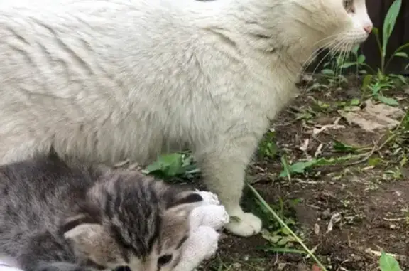 Найдена кошка с котенком в Уфе