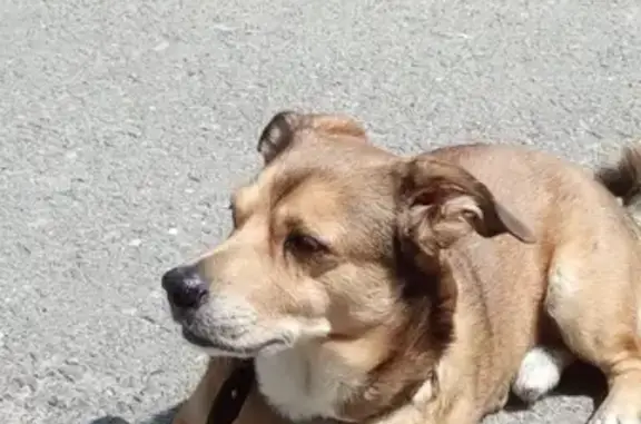 Найден рыжий пес в Ростове-на-Дону