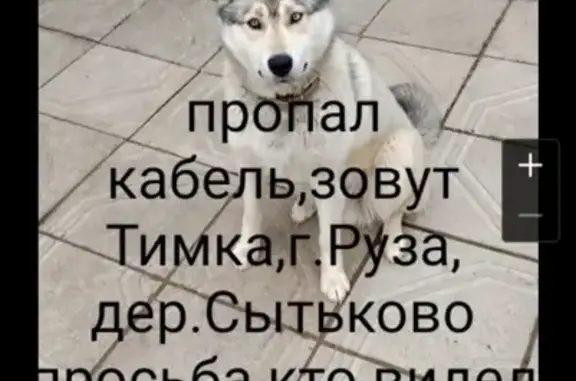 Пропала собака Тимка в деревне Сытьково, Московская область
