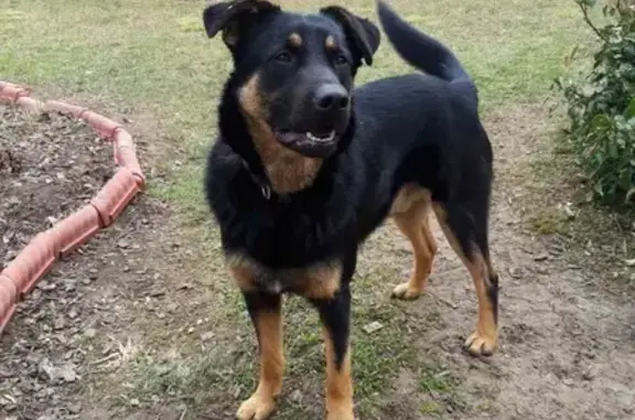 Собака Кобель найдена в посёлке Пески, Московская область