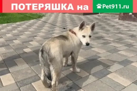 Найден щенок в Центральных Ватутинках, Москва