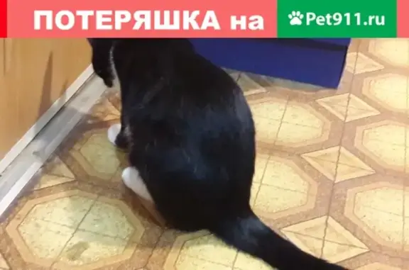 Кошка найдена на Энергетической улице, Москва