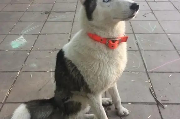 Собака найдена возле завода Металлург в Самаре
