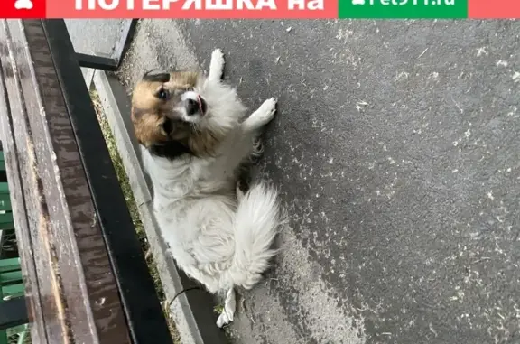 Собака найдена в Инкермане на улице Погорелова