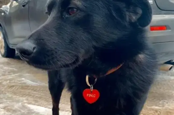 Пропала собака в Малаховке: помогите найти Рекса!