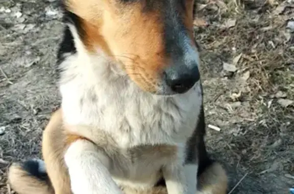 Пропала собака в Казани, нужна помощь