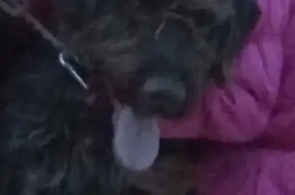 Пропала собака в Казани: дратхаар, 3 года