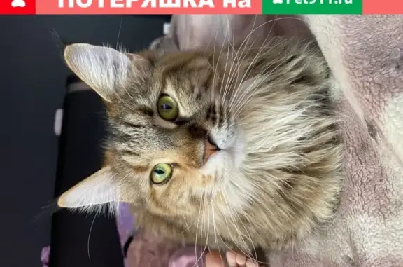 Кошки потеряшки, Тюмень, фото: Потеряшка кошка мейн-кун на Родниковой, Тюмень