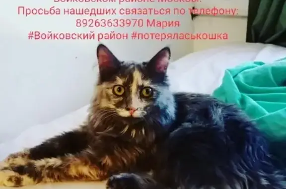 Пропала кошка на улице Космонавта Волкова