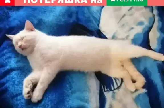 Пропала кошка в Таганроге, Россия