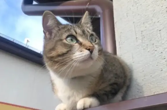 Кошки потеряшки, Новоуральск, фото: Потеряшка кошка Муся в Новоуральске