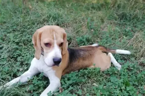 Собаки потеряшки, Армавир, фото: Потеряшка собака на ул. Сочинская, 2, Армавир