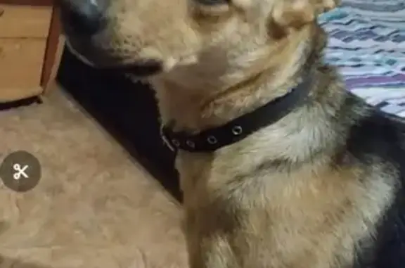 Собаки потеряшки, Балашиха, фото: Потеряшка собака Герда в Балашихе, ул. Лесные Поляны.