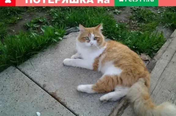 Пропал кот Кеша, бело-рыжий, без фаланги на лапке, адрес: Юрьев-Польский, Свобода д. 45.