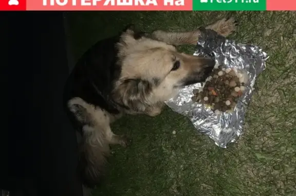Найдена собака в селе Озерецкое, Дмитровский район