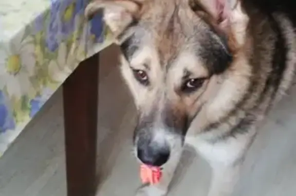 Пропала собака в Москве на улице 4-я Гражданская, 35
