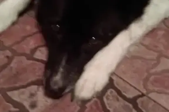 Пропала собака в Электроугли, Купавна - Панда, лайка, 17 лет, плохое зрение и слух.