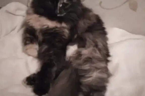 Кошки потеряшки, Нижний Новгород, фото: Потеряшка кошка на ул. Дубравная 1 линия, д. 4