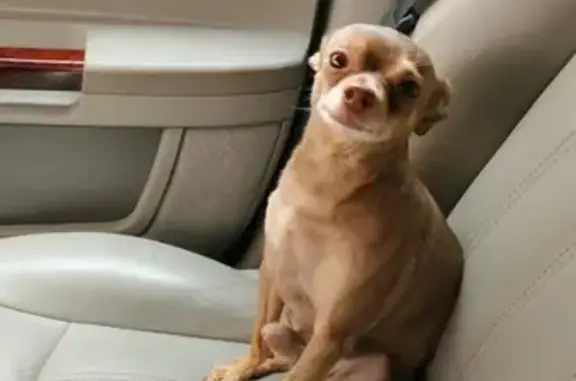 Собаки потеряшки, Москва, фото: Потеряшка собака в Люблино на Верхних Полях 33/1