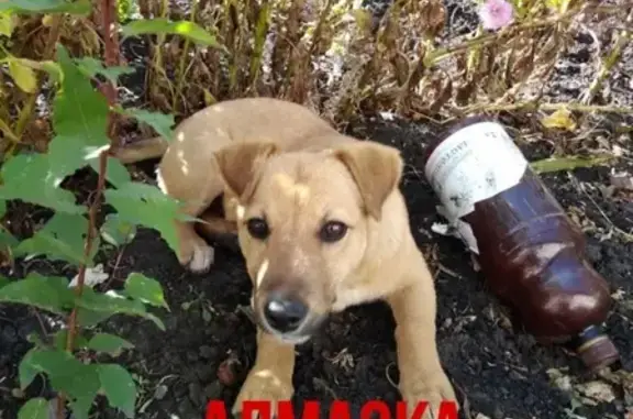 Пропала собака в районе Федосеевка-Каплино, возможно в Старом Осколе.