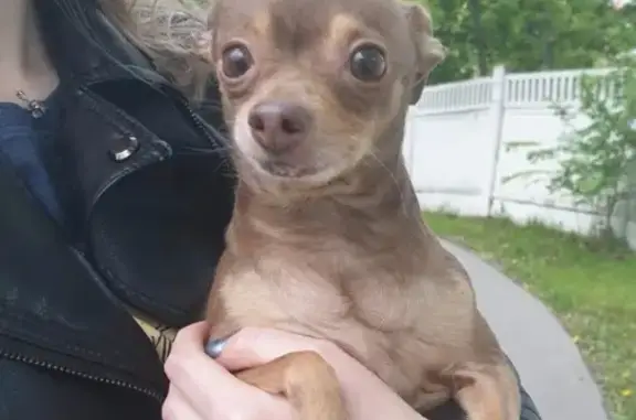 Найдена собака, Москва, фото: Найден терьер без ошейника в Москве, ул. Совхозная.