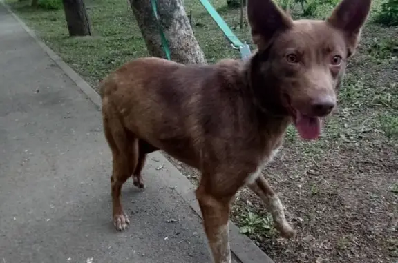 Собака Маруся ищет любящих хозяев в Ростове-на-Дону