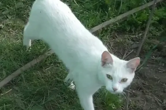 Кошки потеряшки, Абакан, фото: Потеряшка белая кошка на улице Национальной в Красном Абакане
