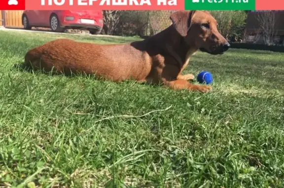 Собаки потеряшки, Москва, фото: Потеряшка собака на Верхней Масловке, помогите найти!