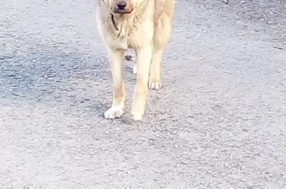 Найден щенок в районе Севастопольской, ищем хозяев в Томске