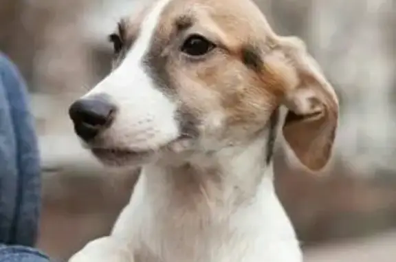 Пропала собака на ул. Антонова-Овсеенко 7, цвет белый с черным пятном на спине и коричневой мордочкой.