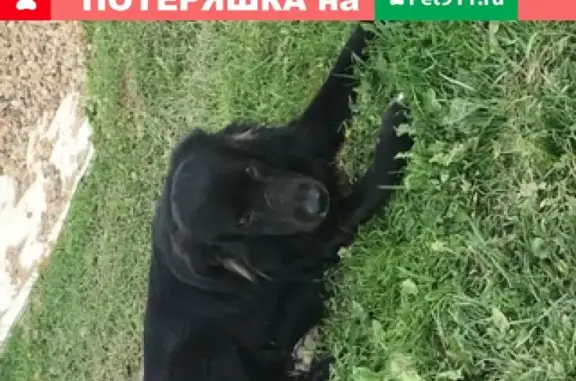 Найдена собака Ричи в Московской области