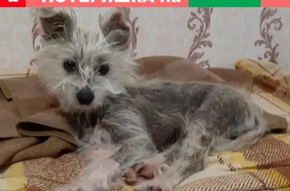 Найдена собака в Кривом Роге, Украина (50000)