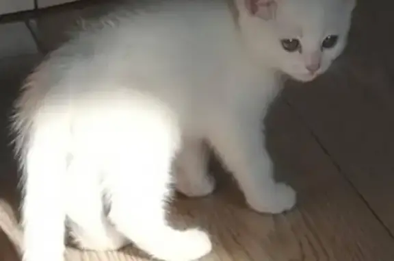 Кошки потеряшки, , фото: Потеряшка кошка Сита по адресу Ветеранов 13 2п.