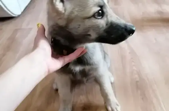 Найден щенок на ул. Болейко, Челябинск
