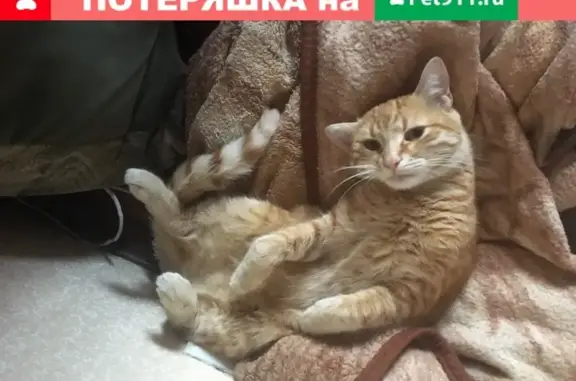 Пропала кошка Рыжый, откликается на Тигру в Севастополе