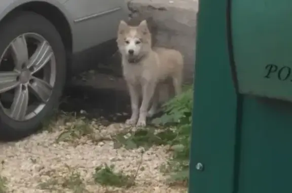 Найден щенок с ошейником на улице Щорса, Липецк
