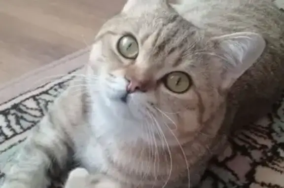 Пропала кошка Шотландец Амур в поселке Северный, Истра, Московская область