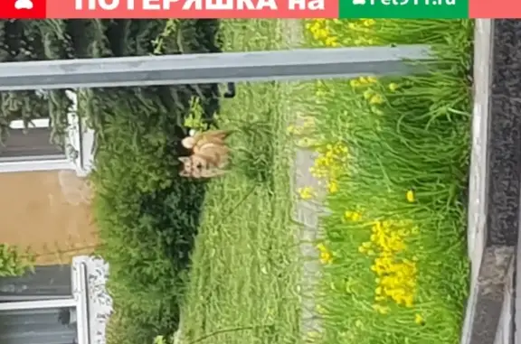 Собака с ошейником найдена в Пскове