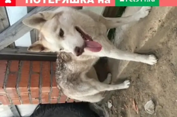 Найдена собака Хаски в Дмитровском городском округе