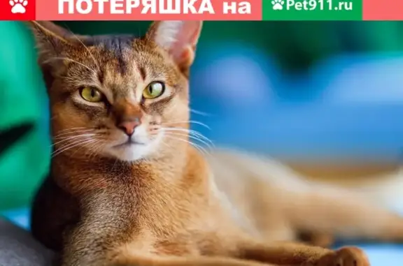 Пропала кошка в посёлке Чехов-2, Московская область