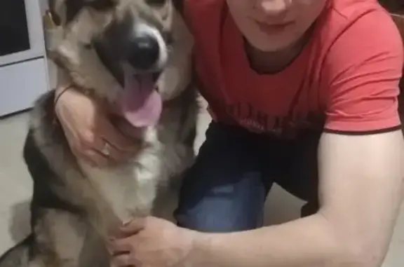 Найдена собака в Москве, благодарим всех помогавших!