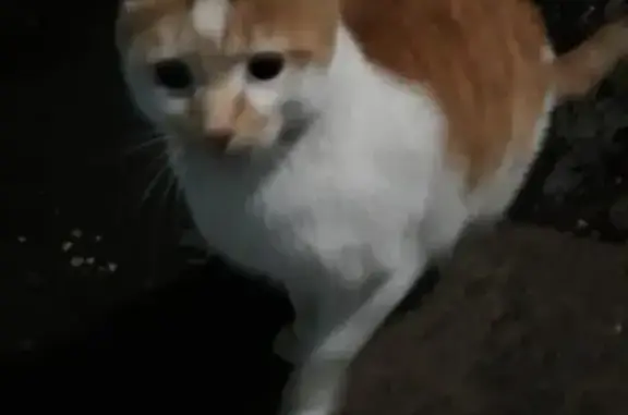 Найдена кошка в подвале дома в Хабаровске